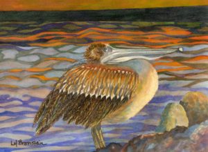 St Martin Pelican